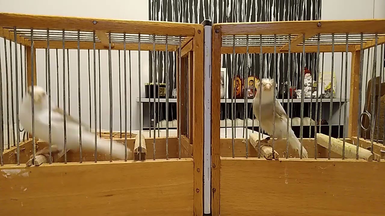 Canary singing 2023.                                                   Srpski slavujari DEXX