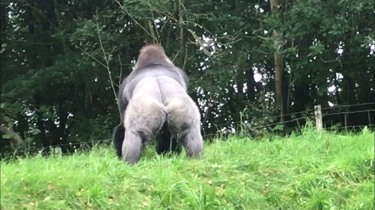 Western Lowland Gorilla (20) - Givskud Zoo (Denmark)