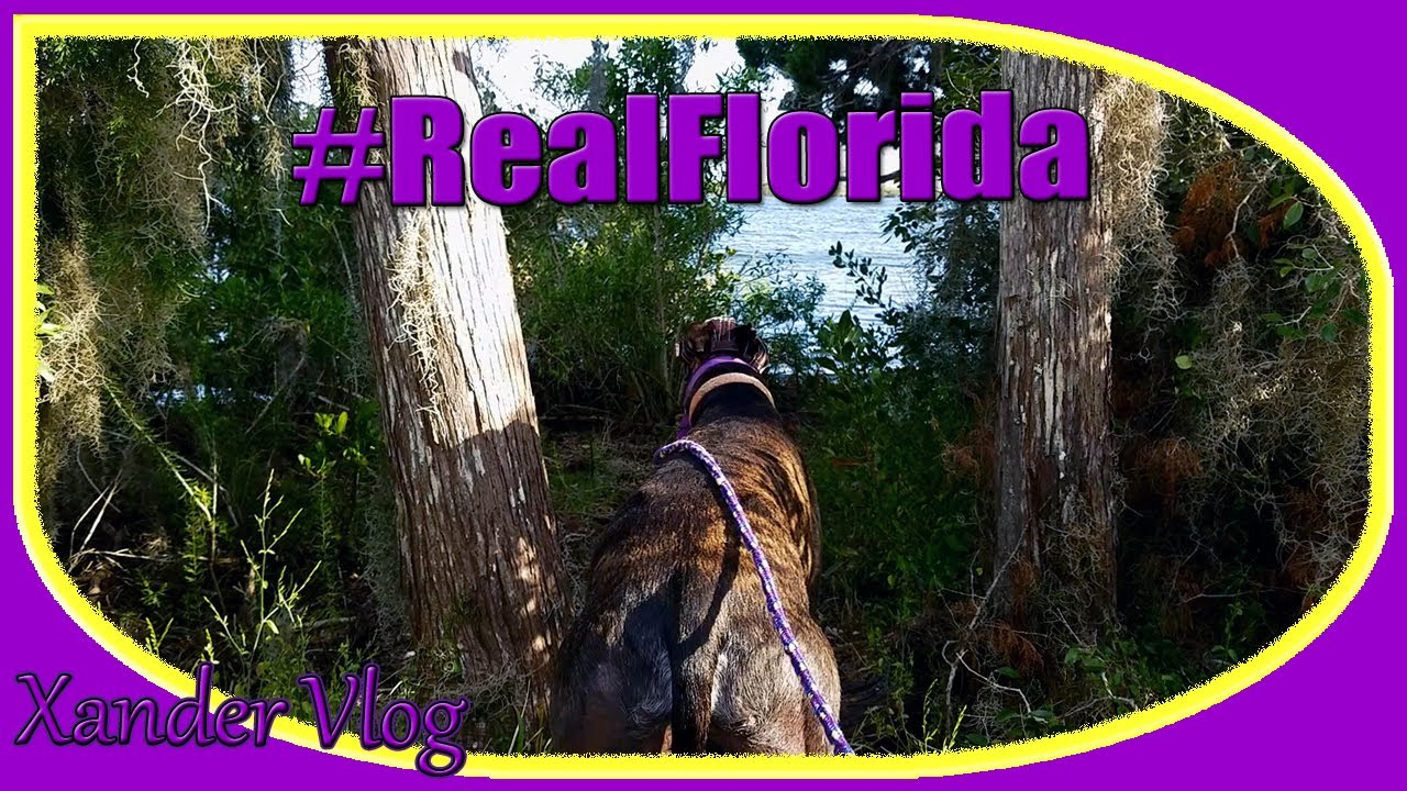 Greyhound lifestyle | exploring Ozello, FL | Life with a retired racer