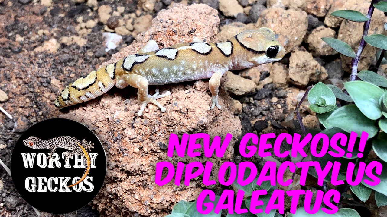 NEW GECKO UNBOXING! Diplodactylus galeatus - Helmeted Geckos From WORTHY GECKOS! 🦎