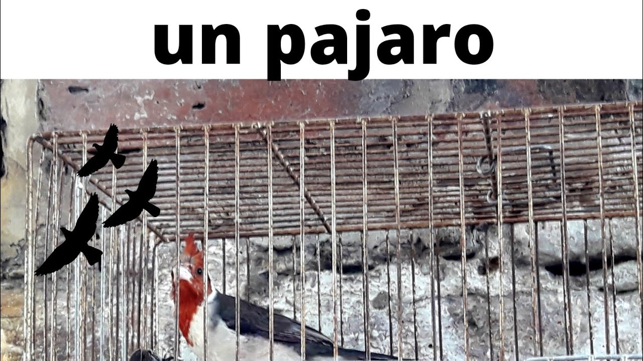 como amansar un pajaro