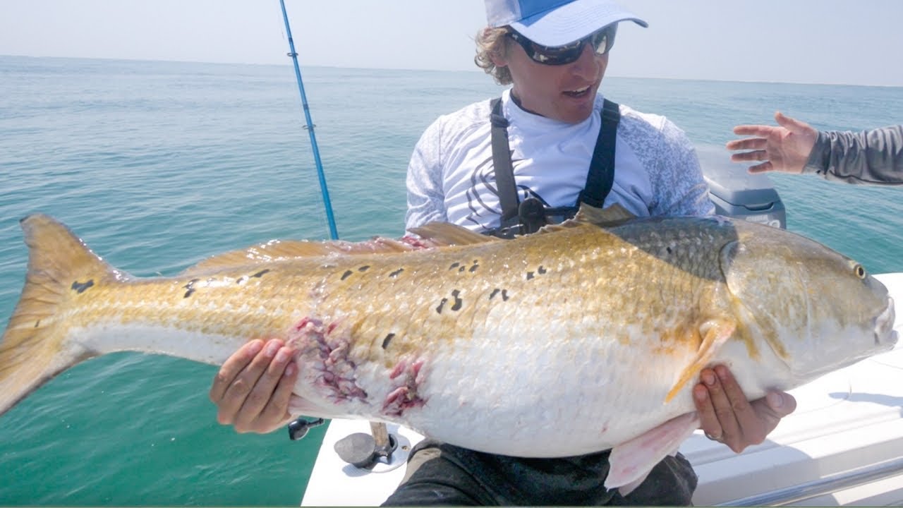 SIGHT FISHING GIANT SCHOOLS Of Bull Redfish on TOPWATER LURES!