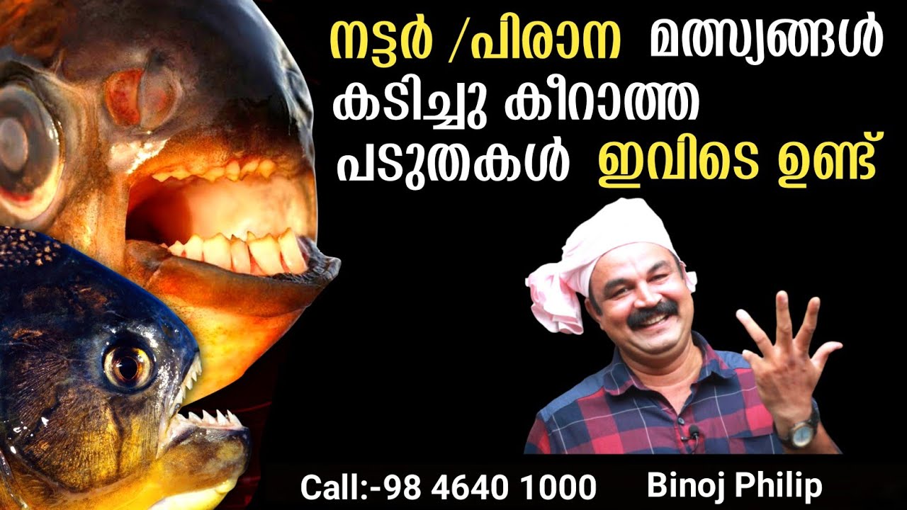 നട്ടർ/പിരാന മത്സ്യങ്ങൾ കടിച്ചു കീറാത്ത പടുതകൾ ഇവിടെ ഉണ്ട്&zwnj; Call:9846401000 | Fish Farming Malayalam