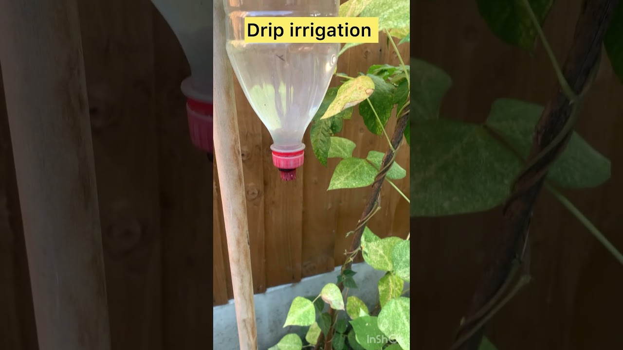 Drip irrigation 