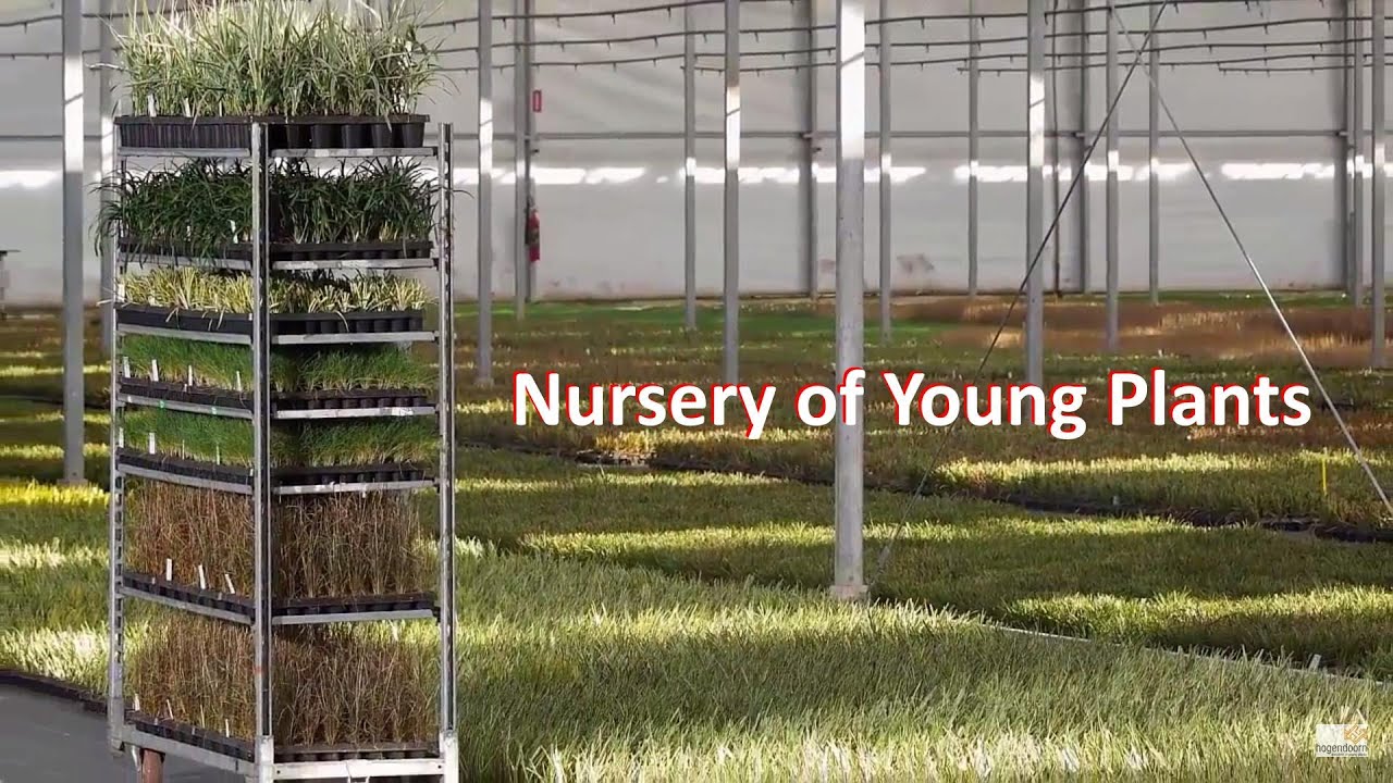Nursery of Young Plants +31 416 69 21 21