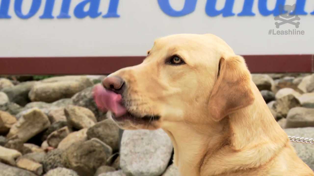 Amazing Seeing Eye Dog!