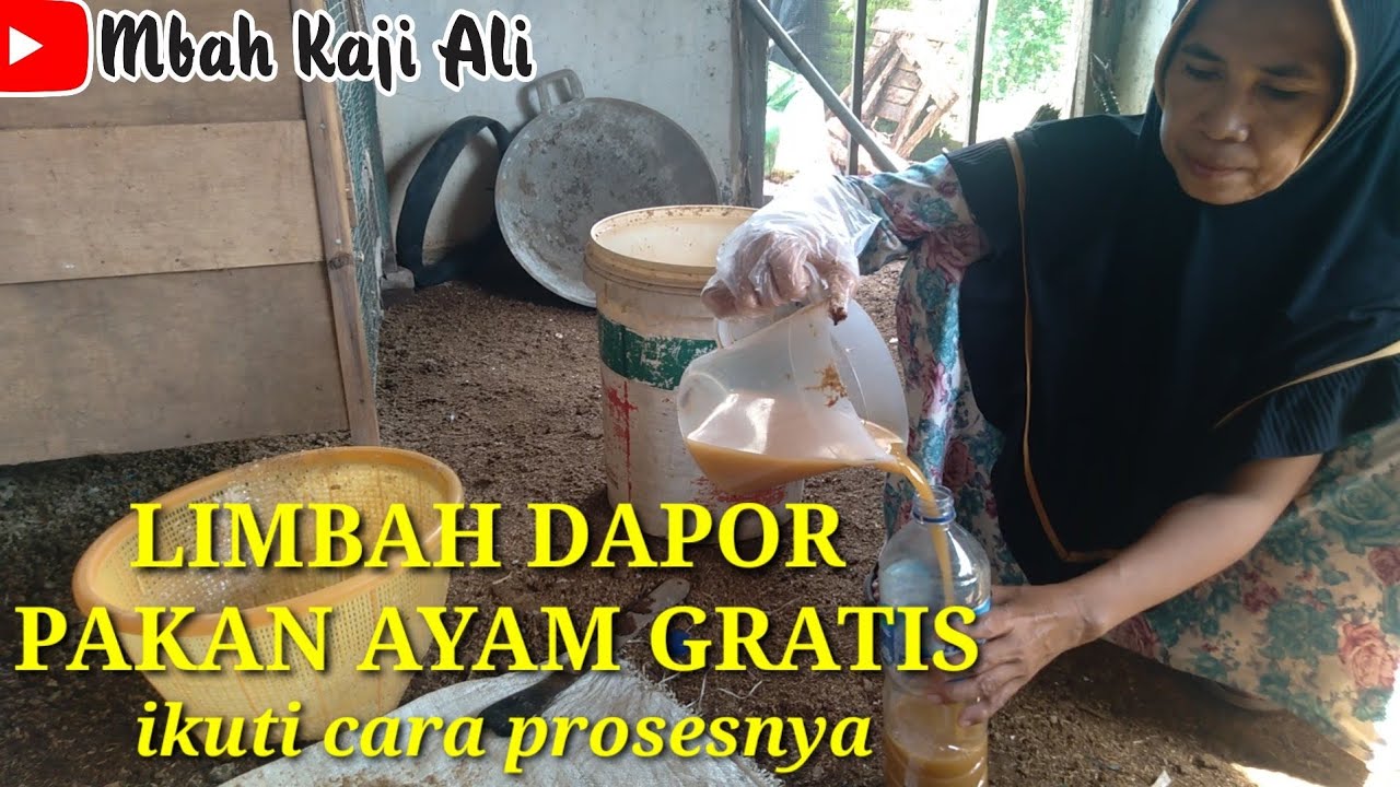 CARA PROSES LIMBAH DAPOR JADI PAKAN AYAM KAMPUNG GRATIS