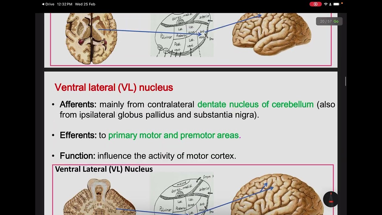 NS | Anatomy L7