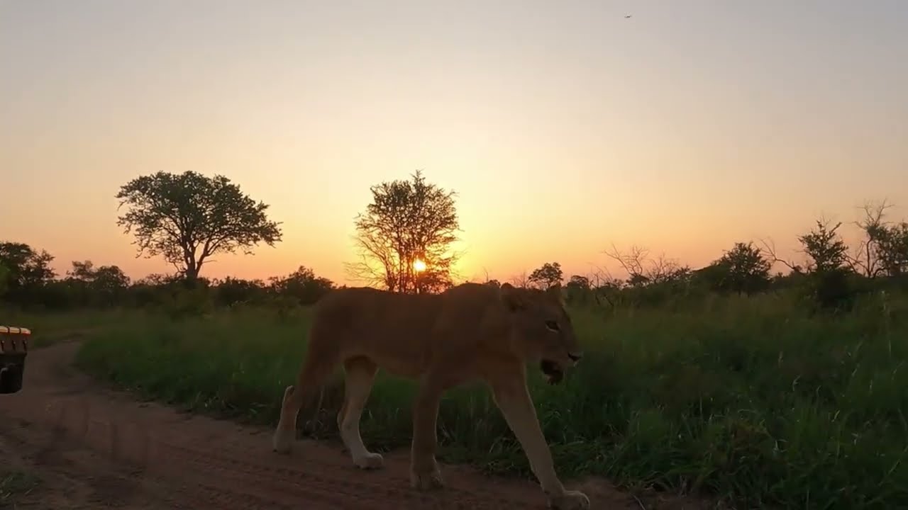 Lions | Talamati & Styx Prides | Umkumbe