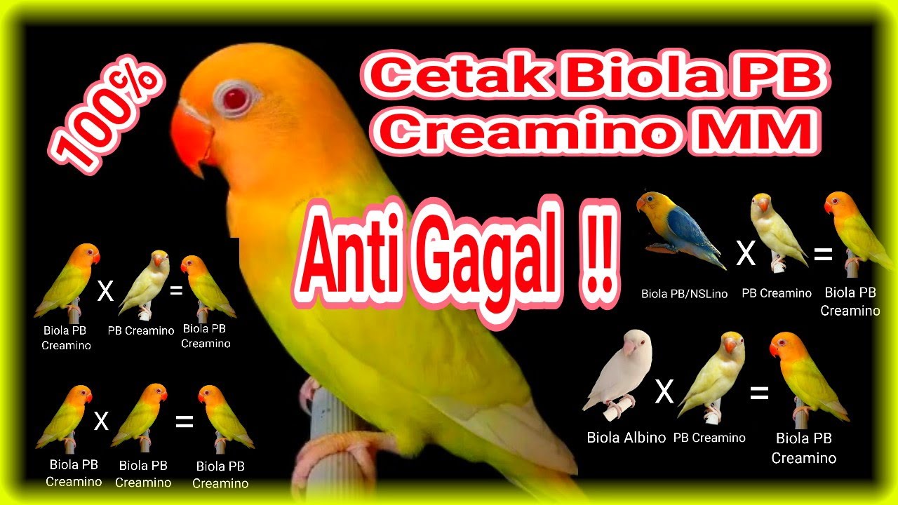 Ini Dia 6 Rekomendasi Pasangan Pencetak Lovebird Biola PB Creamino MM Anti Gagal, 100℅ Berhasil!