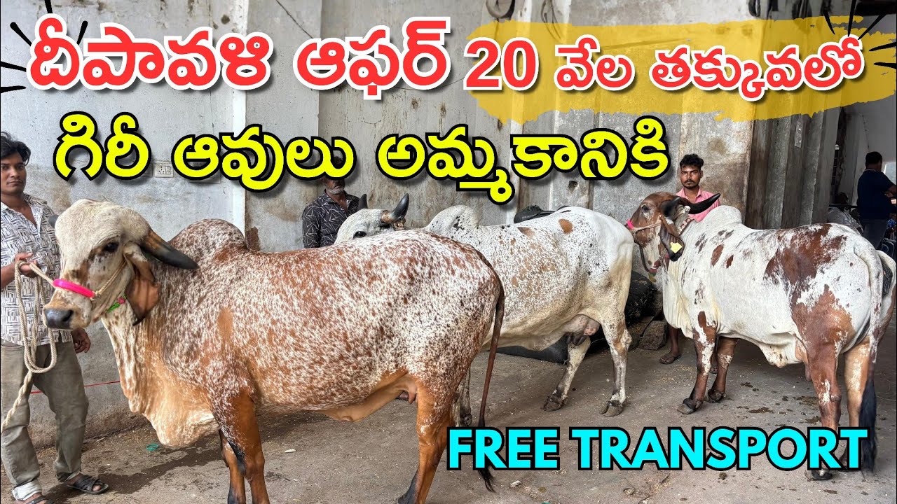 ఈరోజే దిగిన గిరీ ఆవులు, 20 వేల తక్కువ లో || Gir Cows Price in Hyderabad