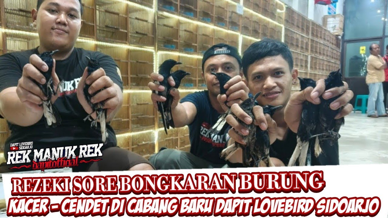 REZEKI SORE BONGKARAN BURUNG KACER - CENDET DI CABANG BARU DAPIT LOVEBIRD SIDOARJO