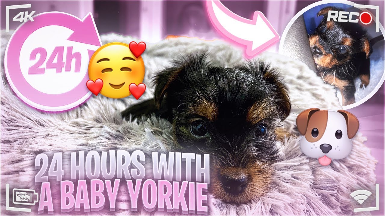 First 24 Hours With A Baby Yorkie! FirstTime Dog Mom 🐾