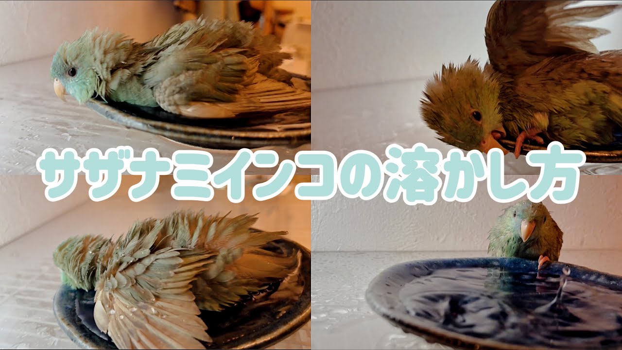 【サザナミインコ】水浴びはとっても可愛い💗 bird bathing🐥🚿