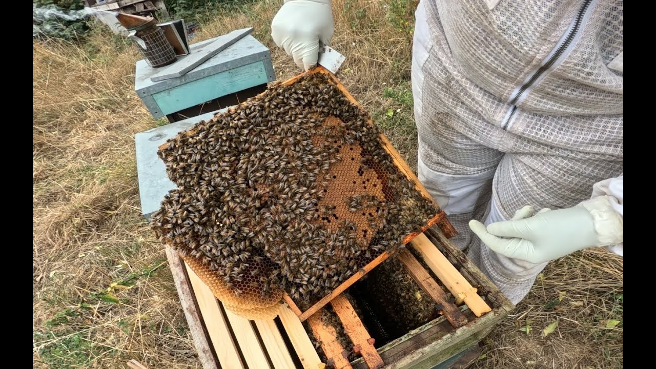 2025-08-20 WE09 Colony building out well for winter, with large patches of brood