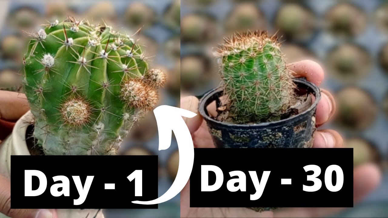 Echinopsis Oxygona Cactus Care & How to Propagation Hindi | Garden Hobby | Gardening ideas for Home