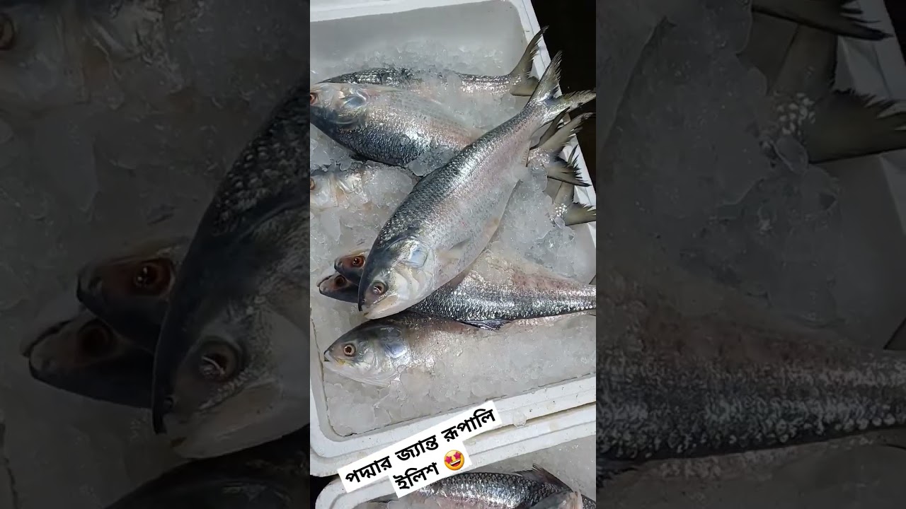Live HILSHA, the national fish of Bangladesh..   #barisal #food #hilsafish #tradition #travella #360