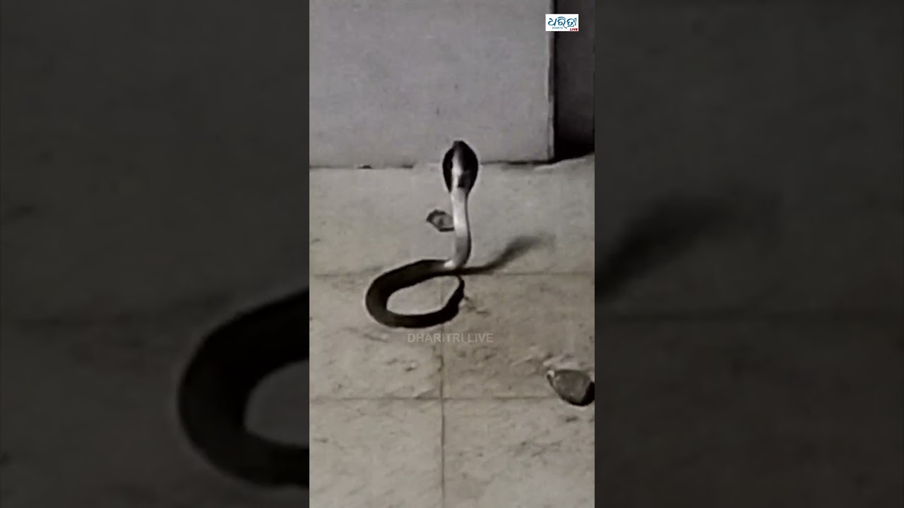 ମେଡିକାଲରେ ସାପ ଆତଙ୍କ