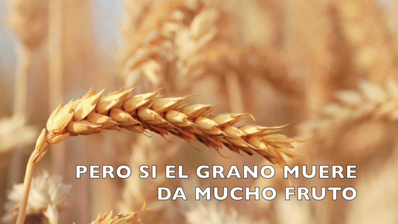 EL GRANO DE TRIGO.  SALOMÉ ARRICIBITA