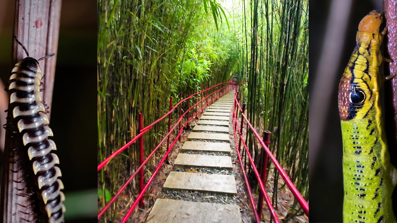 The Bamboo Sanctuary of Baguio City with my Canon R7 & Fujifilm X-T5.