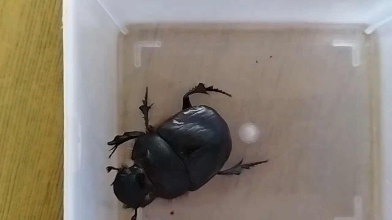 Dung beetle ( Order-Coleoptera)