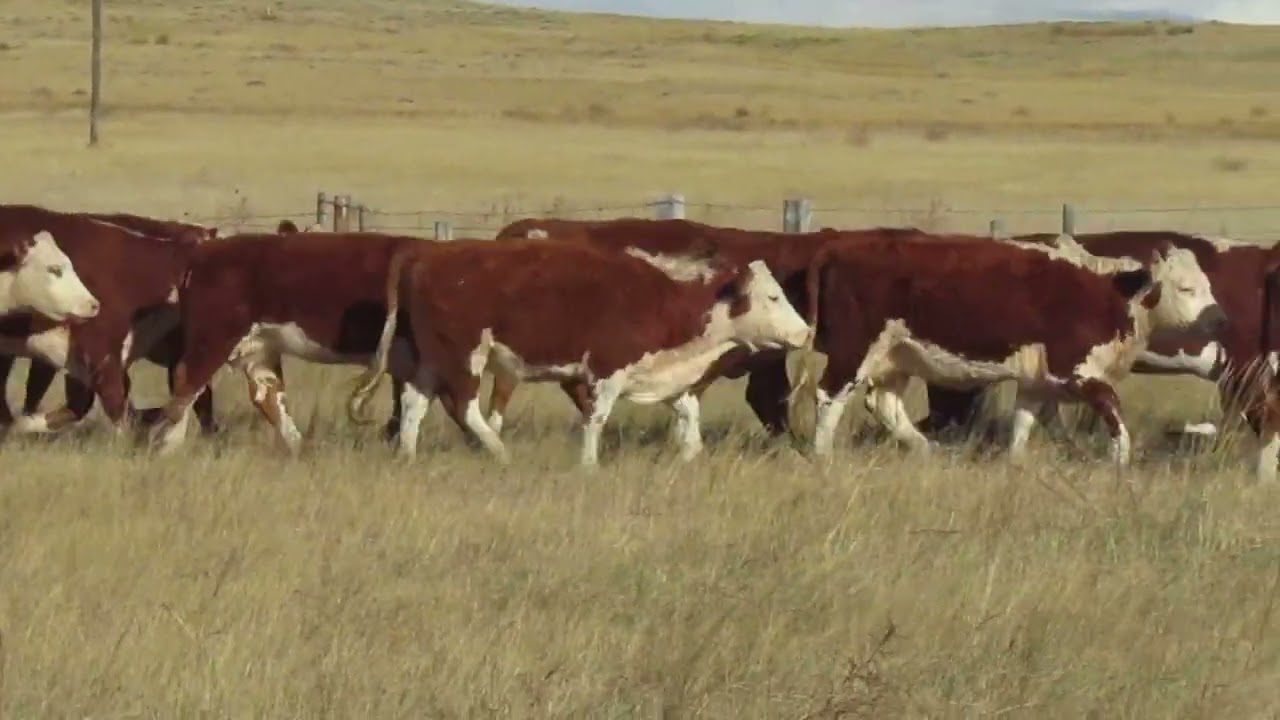 2023 Hereford Bred Coming 3-4YO