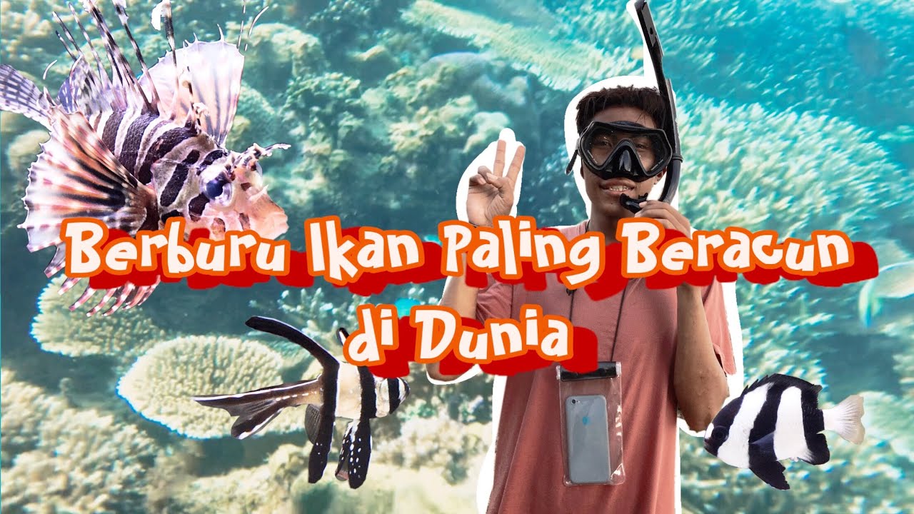 Snorkeling dan Berburu makanan Laut dapat Ikan LION FISH !! |vlog