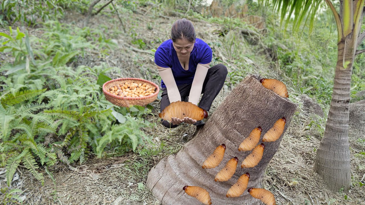 Amazing Coconut Worm Harvest: A Unique Delicacy from Nature