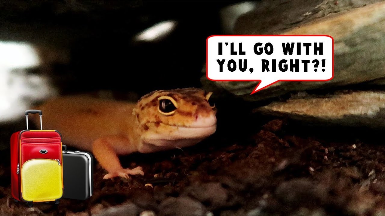 VACATION - What do you do with your Reptiles?!