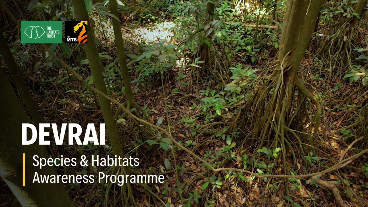Maharashtra's Devrai: Where Gods Protect Nature | THT Films