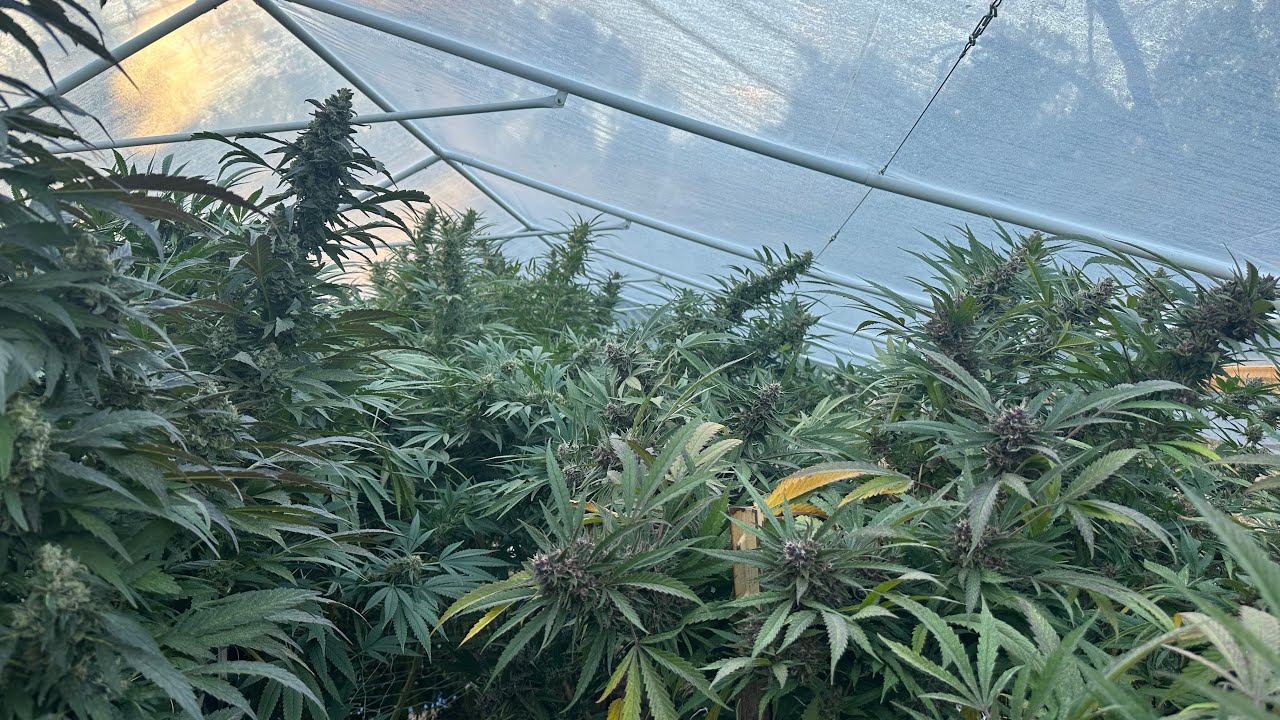 Northern California outdoor grow 2025