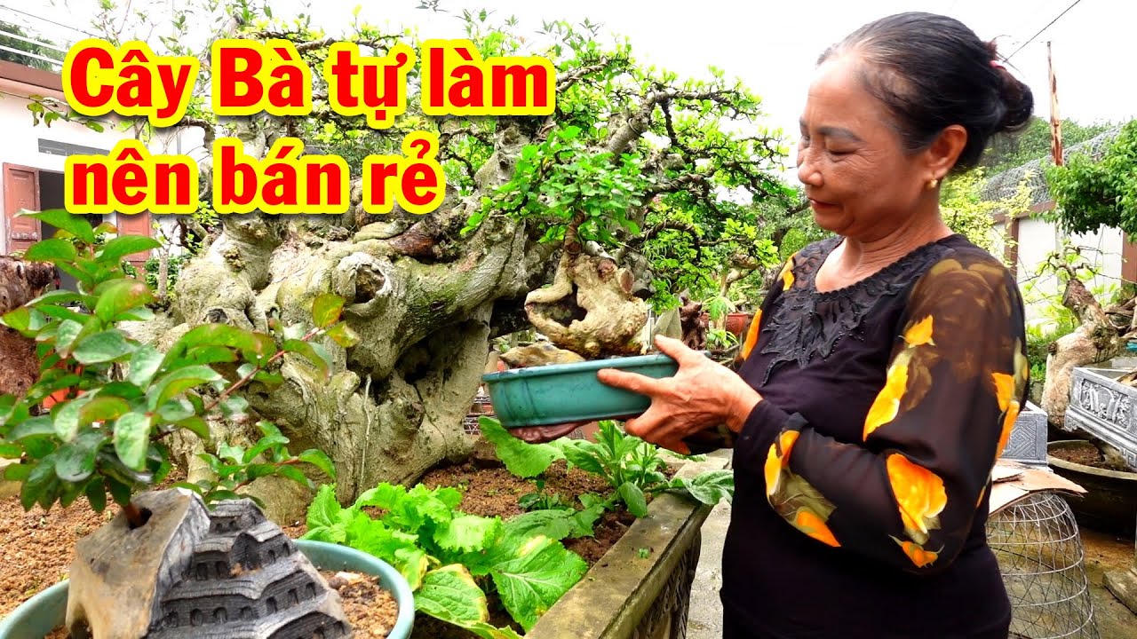 Cây quý hiếm Cụ Bà tự làm, vườn cây đẹp giá rẻ, duối vài trăm nghìn, si