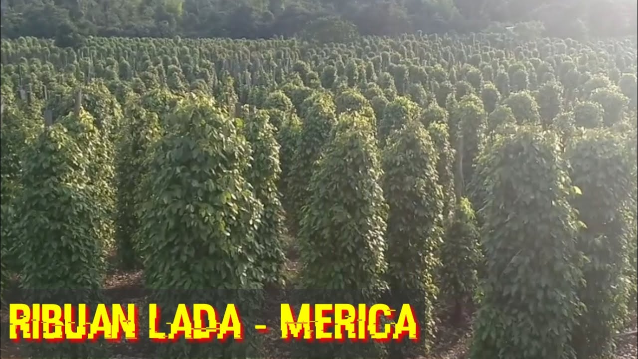 Perkebunan Merica - Lada Di luwu Timur Danau Towuti