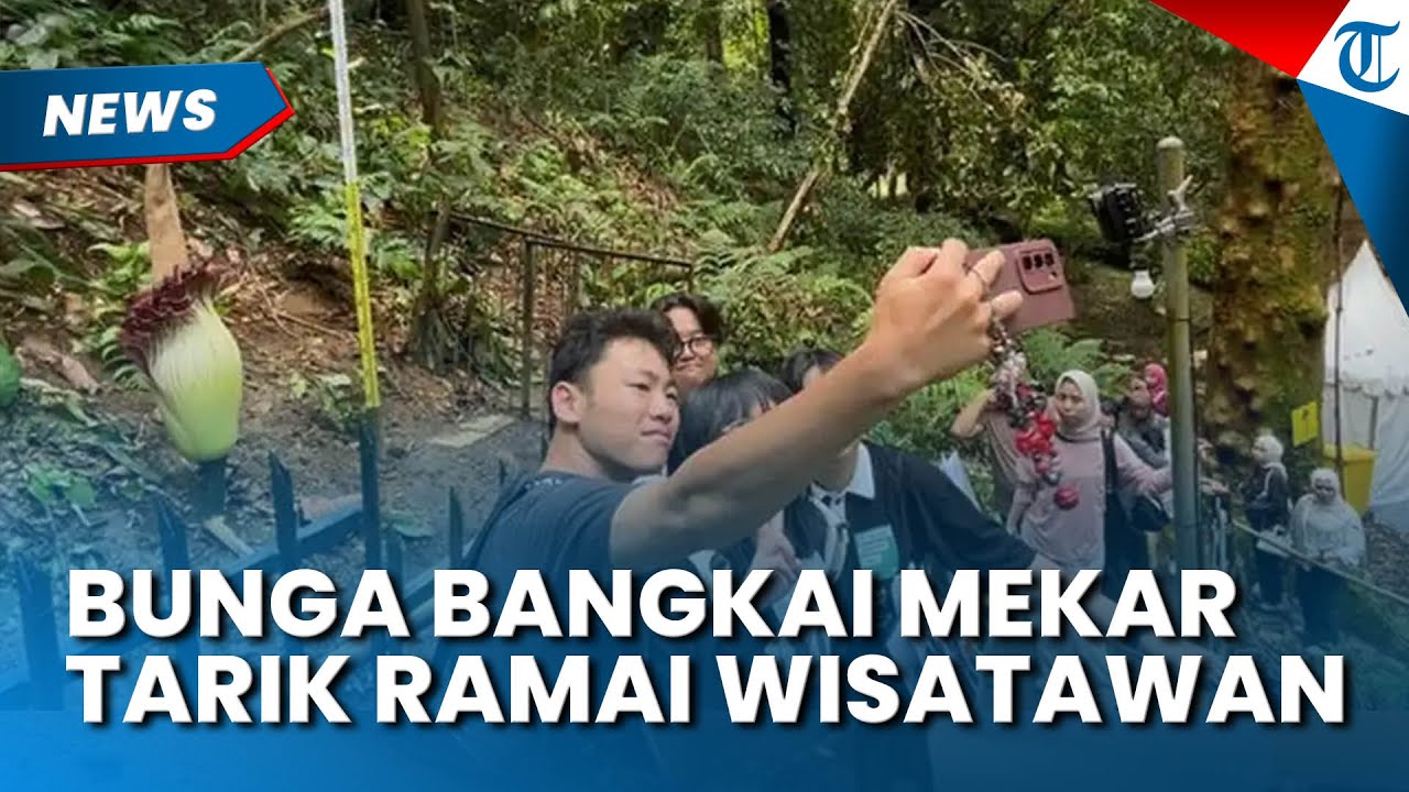 BUNGA BANGKAI di Kebun Raya Bogor Mekar, Tarik Wisatawan Asal Jakarta hingga Jepang