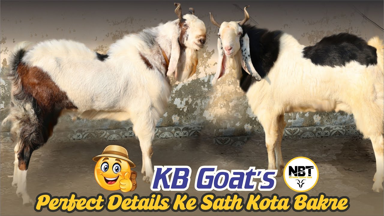 Kota Bakre Perfect Details Ke Sath At KB Goat’s 