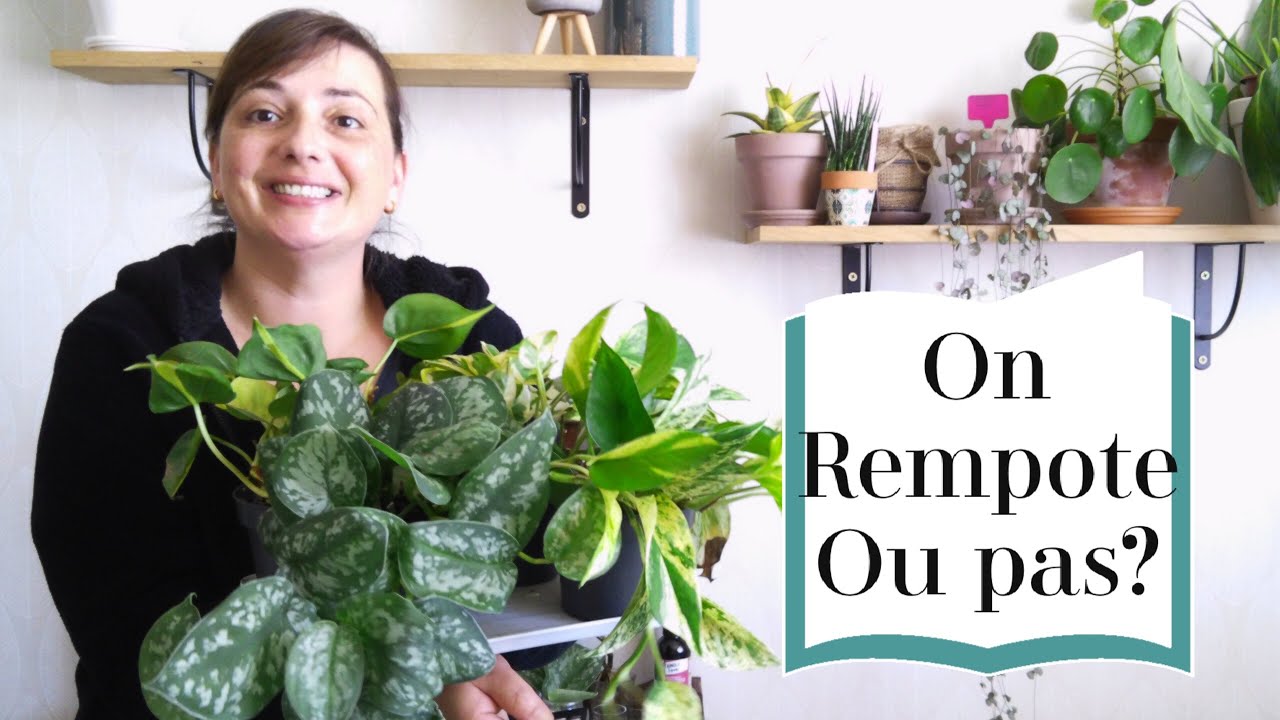 Comment s’occuper de ses Plantes d’intérieur après Achat en Jardinerie 🙄🙄 | PLANTES D'INTERIEUR