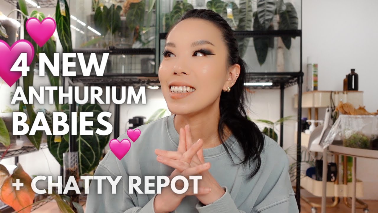 Some ✨special✨ new plants + chatty anthurium repot!
