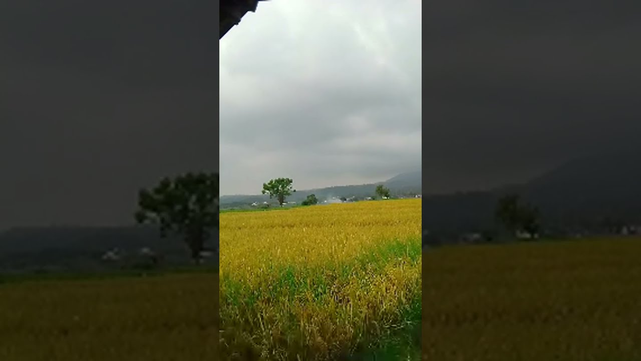 Suasana Sawah & Gunung Menyatu di Siang Hari 