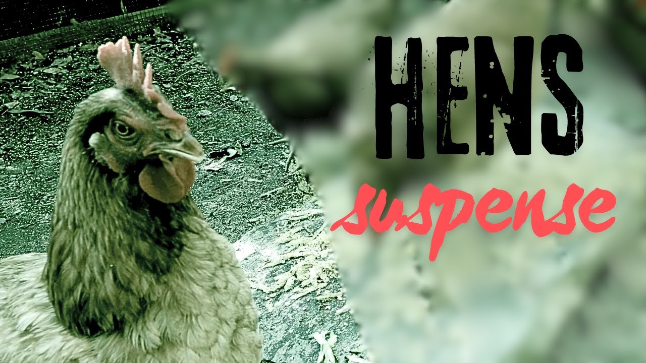 Hens Suspense