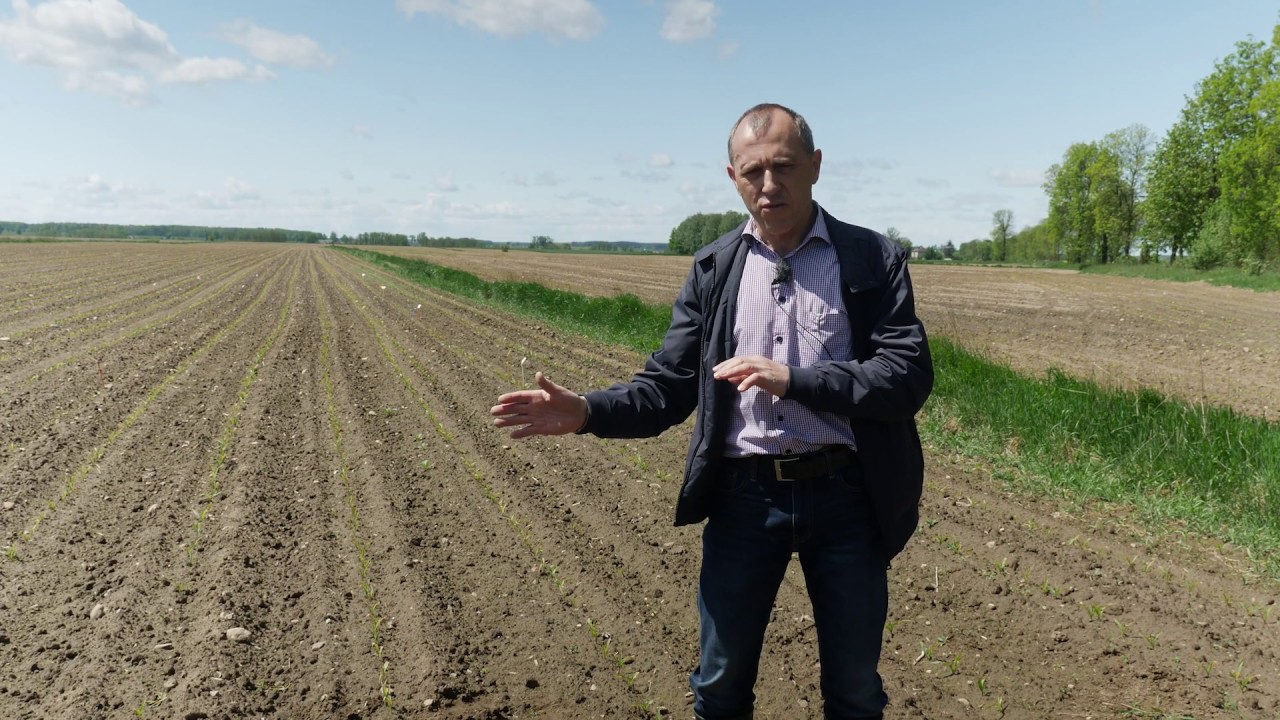 Maister Power w dawkach dzielonych w ochronie kukurydzy