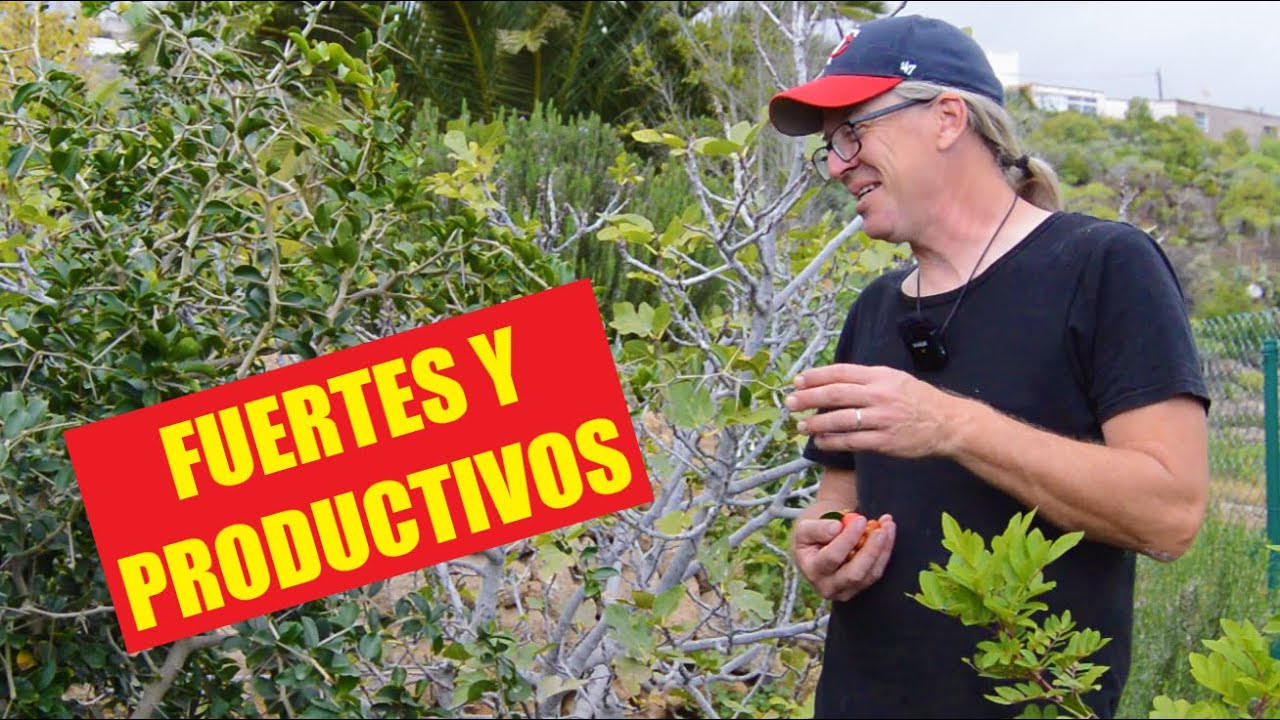 7 Árboles FRUTALES CORTAVIENTOS  resistentes a la sequía. Nuestra experiencia