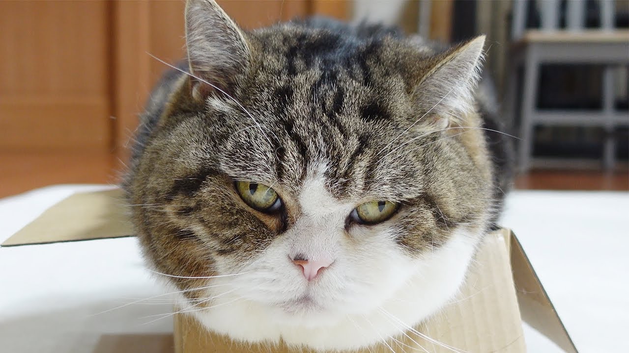 丸顔選手権なら、ぶっちぎりで優勝なねこ。 -If it were  Round Face Championship, Maru would win.-