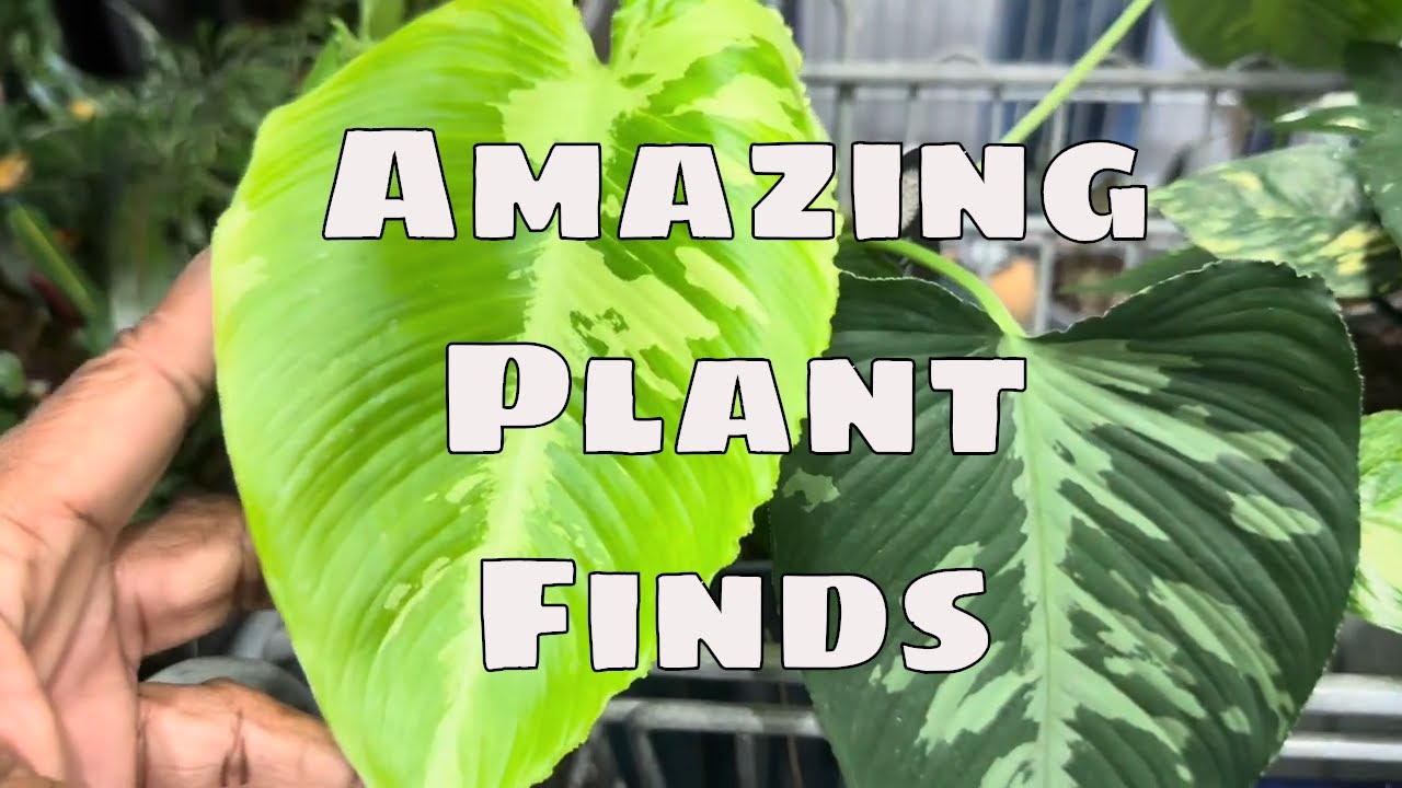 Houseplant Shopping At Lowes I Big Box Plant Shopping | Barrina TR40A Spotlight Growlight