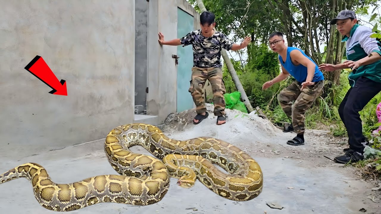 Brave Expert Catch Giant Pythons and 100 Dragon Snakes