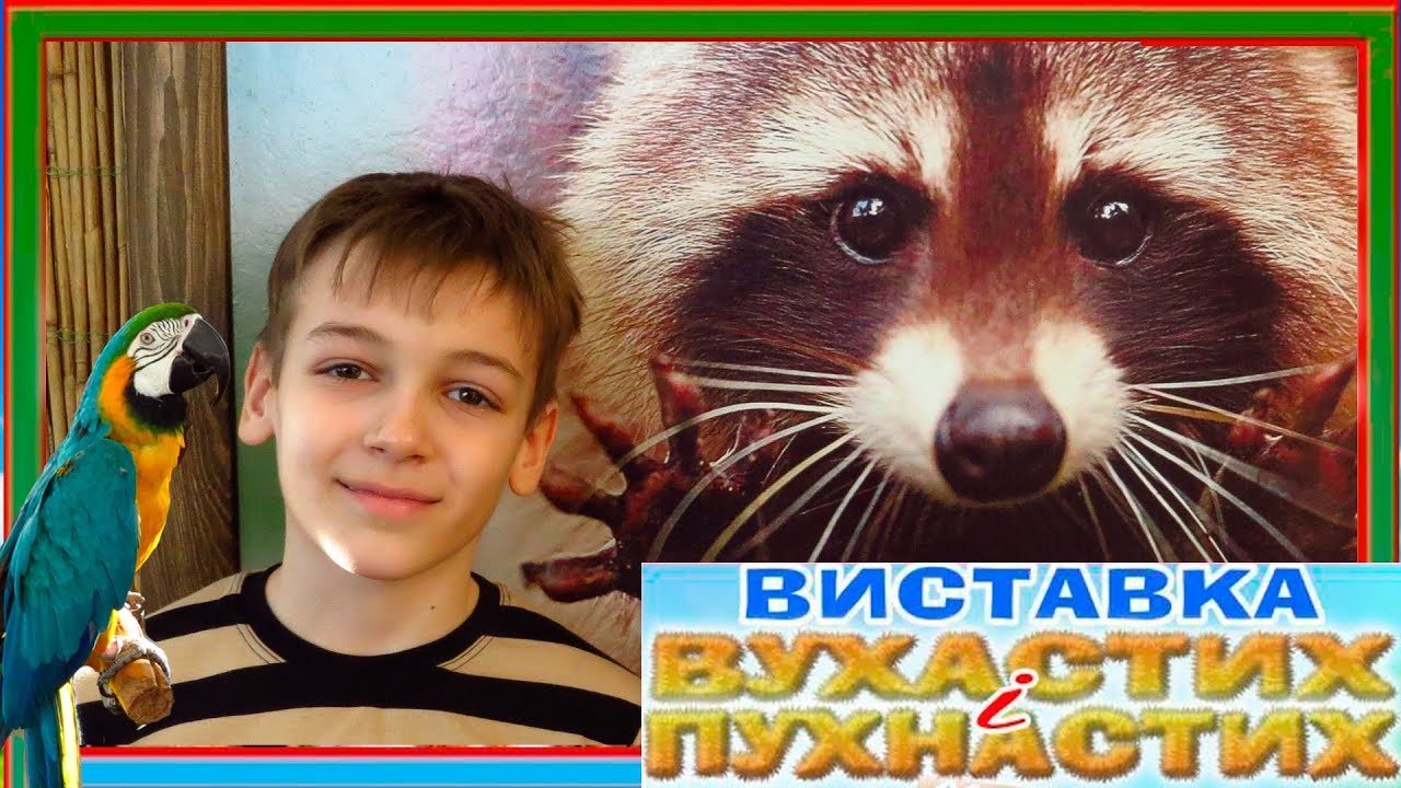 Выставка кроликов ч.2 Удивительный попугай АРА и еноты