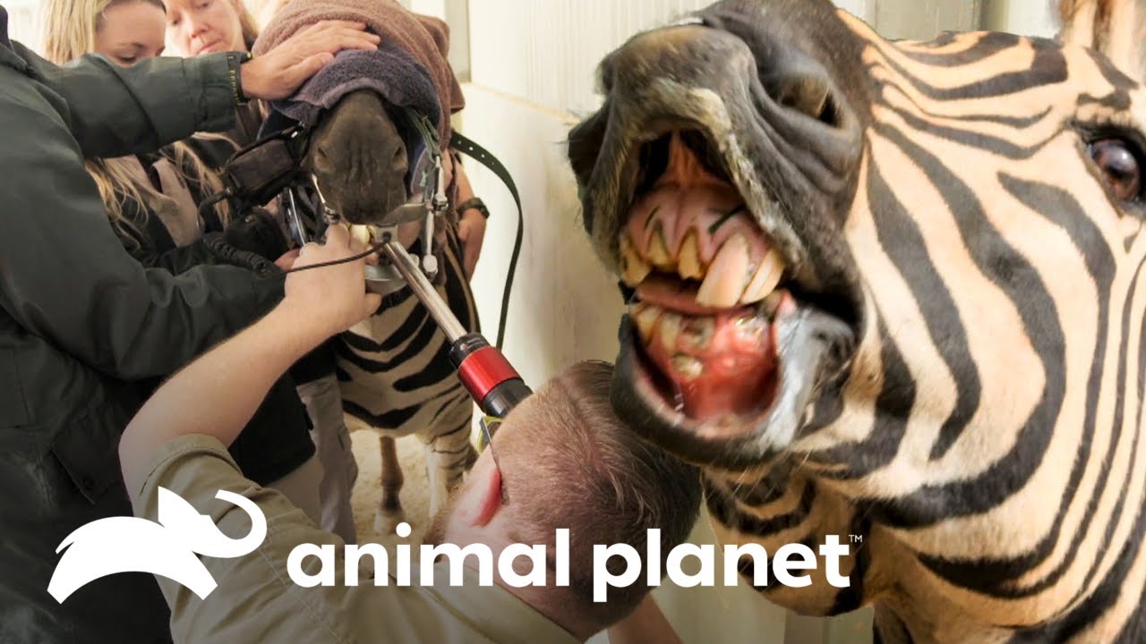 ¡La zebra necesita lijar sus dientes! | Los Irwin | Animal Planet