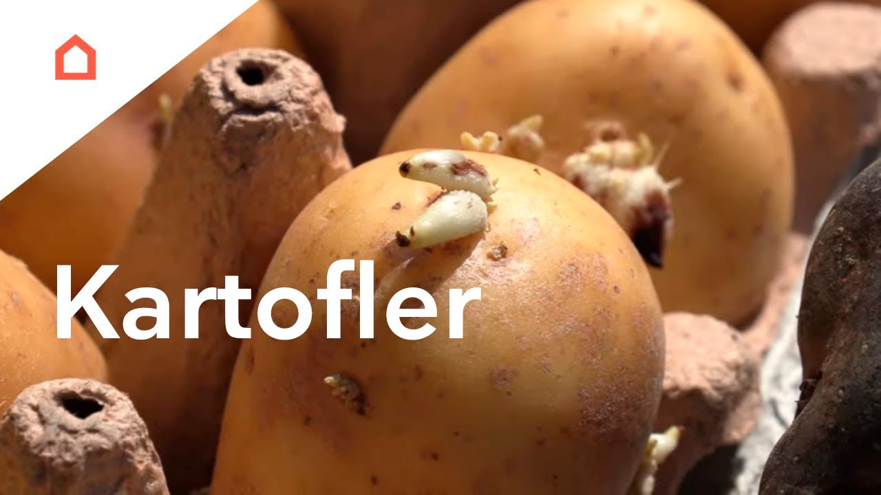 Dyrk dine egne kartofler: Sådan gør du