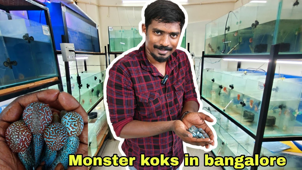 Finest flowerhorn store in bangalore | zion hornfactory | தமிழ்