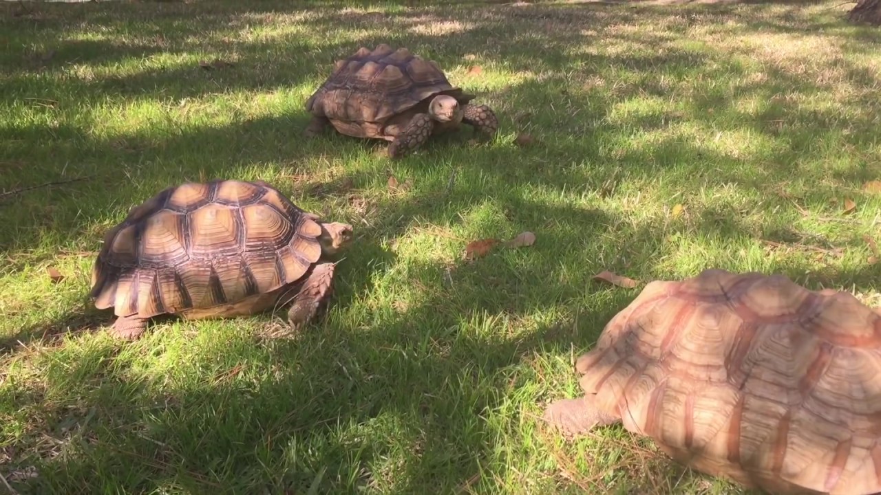 How To Gender a Sulcata Tortoise