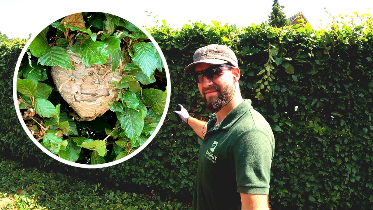 I ALMOST  got into a HORNET'S NEST when I PRUNED a long Beech hedge